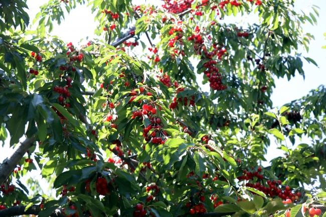 Türk kirazında ihracat rekoru bekleniyor